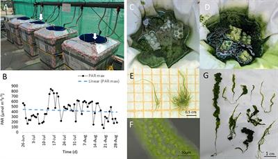 Study on the nutritional composition of the sea vegetable Ulva compressa in a brine-based cultivation system